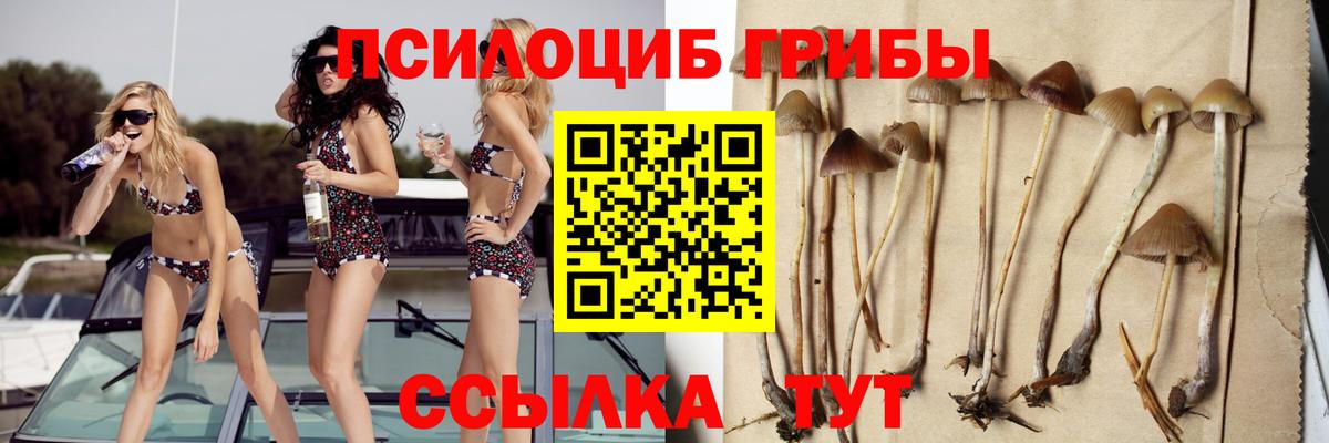 Псилоцибиновые грибы Psilocybine cubensis Семёнов